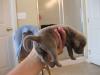 Molly pup 092611-05